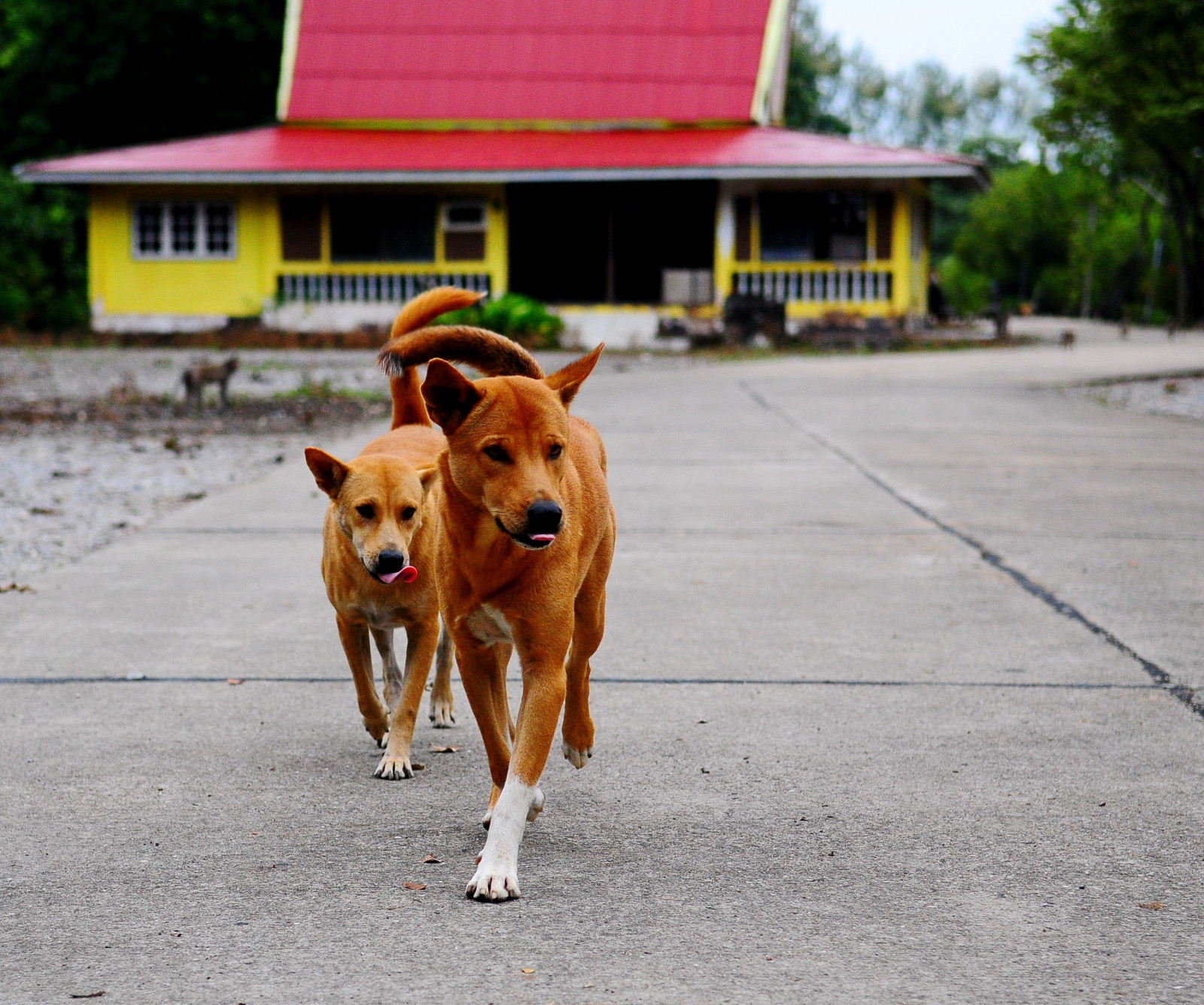 anjing, anjing jalanan, jenis anjing, anjing seperti mamalia, kelompok jenis anjing, moncong, jalan