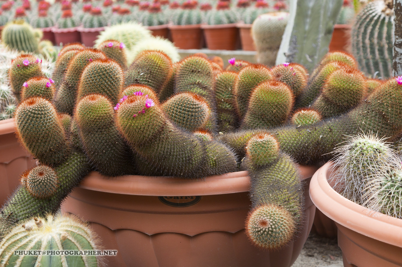 collina, natura, costruzione, erba, cielo, motociclo, campo, casa, Hotel, verde, blu, nebbia, ricorrere, tè, Malaysia, cactus, Tailandia, succulento, nube, albero, viaggio, foglia, montagna, fiore, pianta, web, me, netto, casa, viaggio, viaggio, crociera, Phuket, moto, Leathes, cameron, Highlands, geo, phuketian, stato, cactaceae, botanica, impianto di terra, pianta fiorita, riccio cactus, Caryophyllales