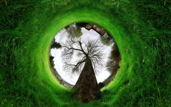 tree,from below,grass,branches,circle,effect