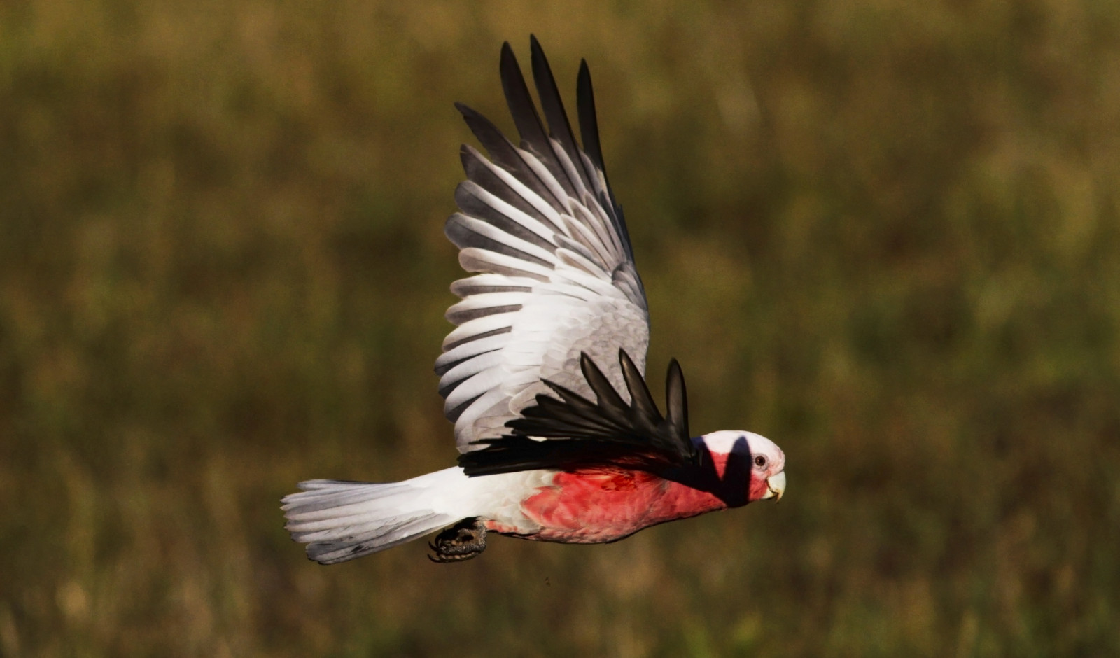 ráno, letní, Příroda, inflight, Volně žijících živočichů, Papoušek, Austrálie, Victoria, influenza, národní geografie, Galah, ptáčník, Cacatua, Eolophusroseicapillus, Westerfoldspark, slbflying
