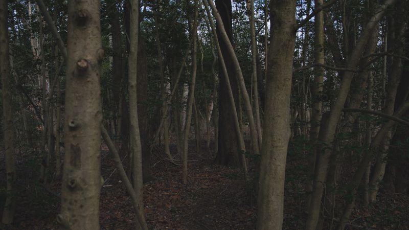 sollys, træer, Skov, natur, træ, afdeling