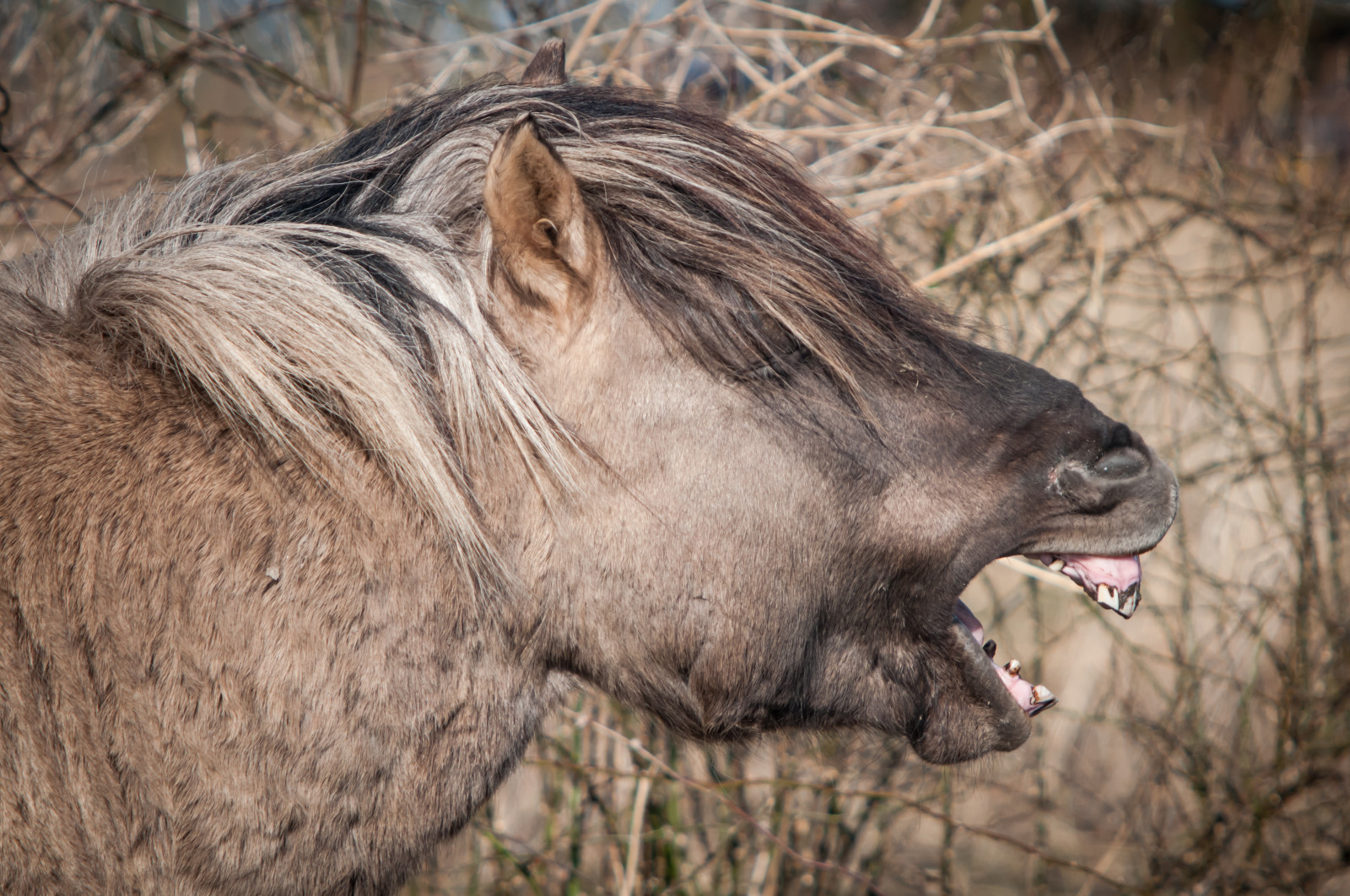 ritratto, natura, umorismo, cavallo, natura, capelli, Nikon, denti, Zoo, 2015, vignetta, capo, lightroom, Olanda, Facocero, animale, Sorriso, divertimento, Safari, maiale, fauna, mammifero, D300S, corno, Oostvaardersplassen, Konik, vertebrato, cavallo come mammifero, comportamento, rinoceronte, maiale come mammifero, chiamata