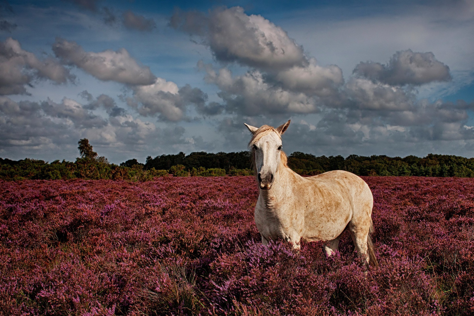 krajina, zvěř, Příroda, kůň, tráva, pole, hospodařit, step, mrak, květ, lučina, pastvina, stádo, louka, savec, prérie, 2048x1365 px, venkov, přírodní prostředí, kůň jako savci, mustang kůň, pastvisko