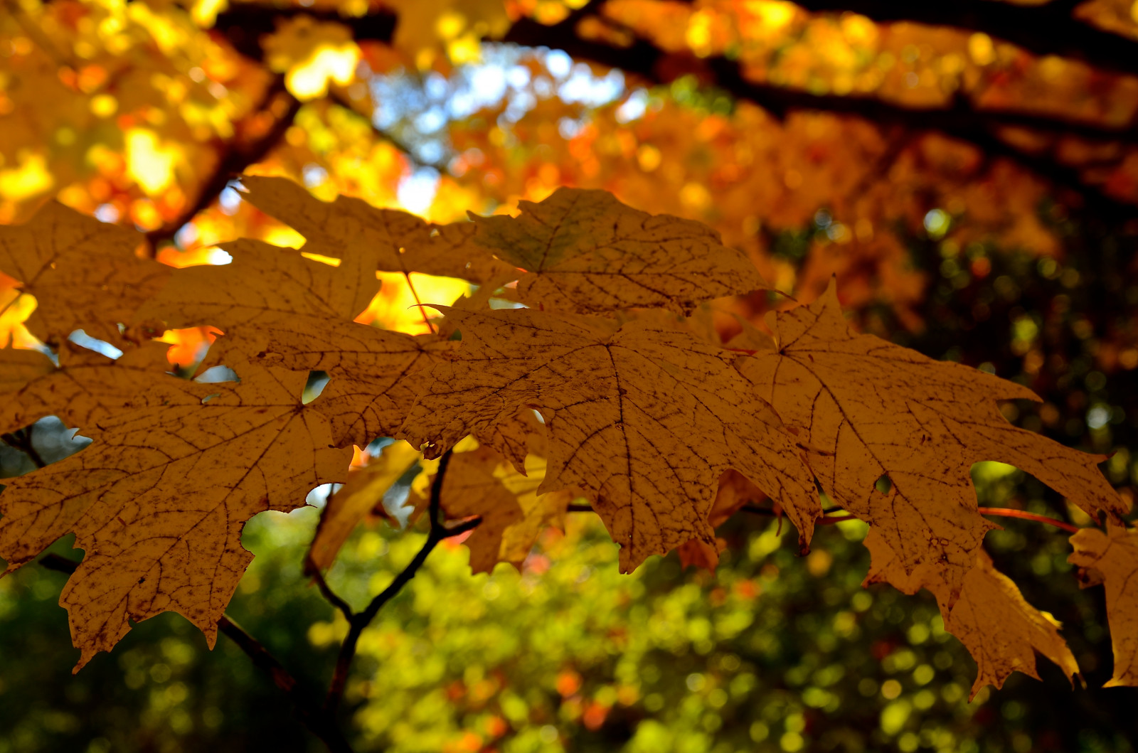 podzim, stromy, světlo, stín, oranžový, fallleaves, strom, podzim, textura, listy, žlutý, zahrada, zlatý, list, Illinois, Nikon, říjen, stíny, dof, fallcolor, bokeh, DuPage, arboretum, il, odstín, treebranches, Morton, větev stromu, Lisle, yellowleaves, 2014, mortonarboretum, dupagecounty, nikon2485, nikond7000