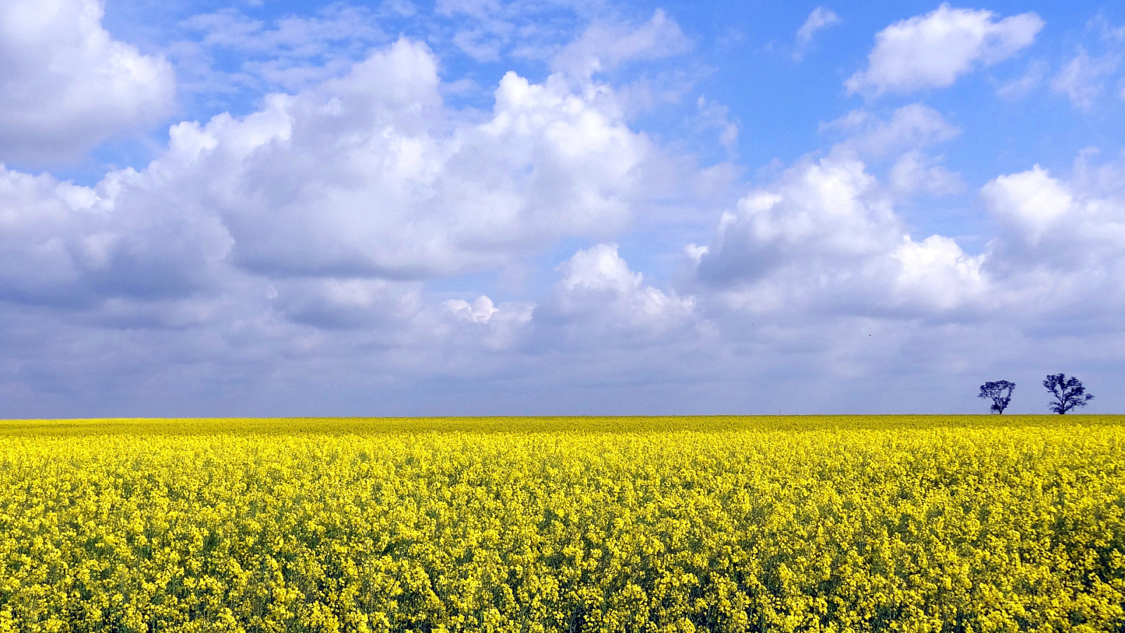 Шестое поле. Сколько стоит поле. Поле с дорогой. Горизонт желтый. Лето горизонт.
