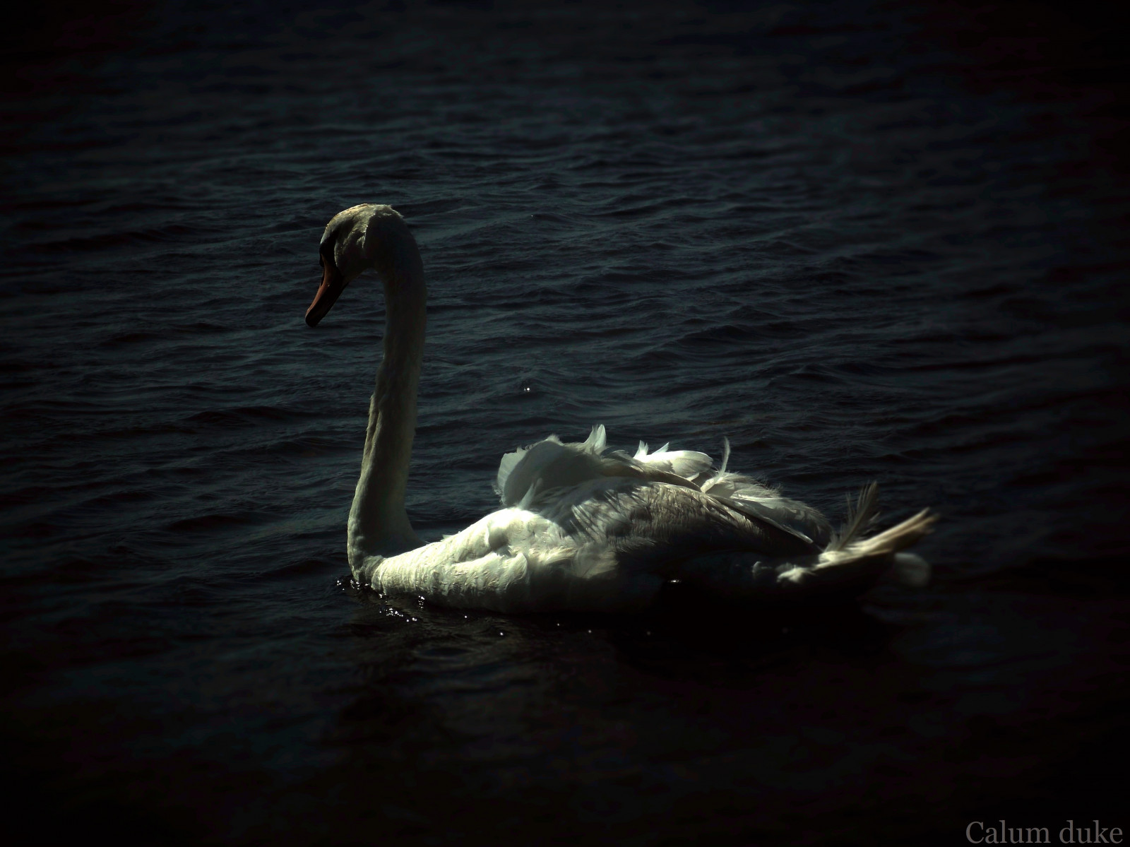 voda, vodní pták, pták, labuť, zobák, fauna, mořský pták, kachen, hus a labutě, Volně žijících živočichů, odraz, tma, Pírko, pelikán, vodní ptáci