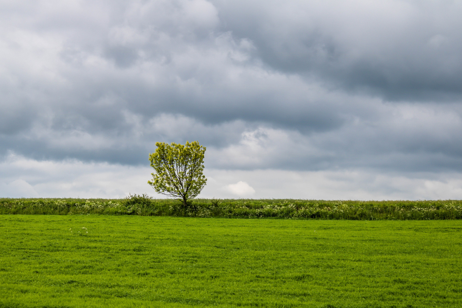 sky, cloud, tree, himmel, Utsikt, trad, sterlen, moln, geolocation, viewfromatrain, camera make canon, exif make canon, sk nskaj rnv gar, exif lens efs18200mmf3556is, exif aperture 80, exif focallength 60mm, exif isospeed 100, camera model canoneos760d, exif model canoneos760d, sterlenmuseij rnv g