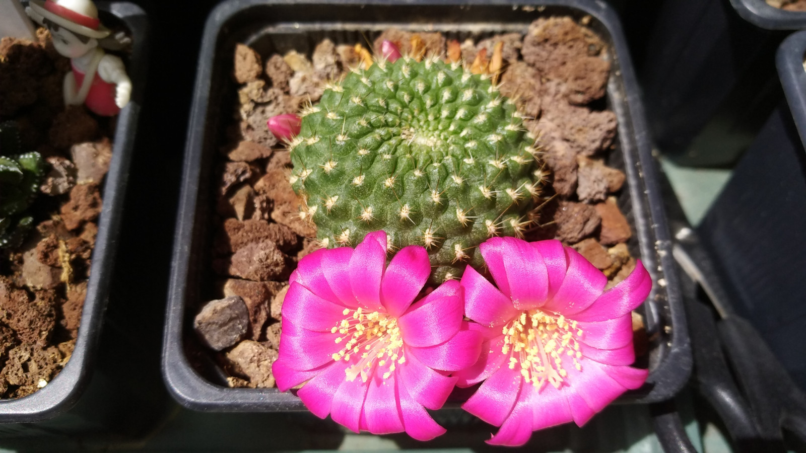 kaktus, blomster, blomster