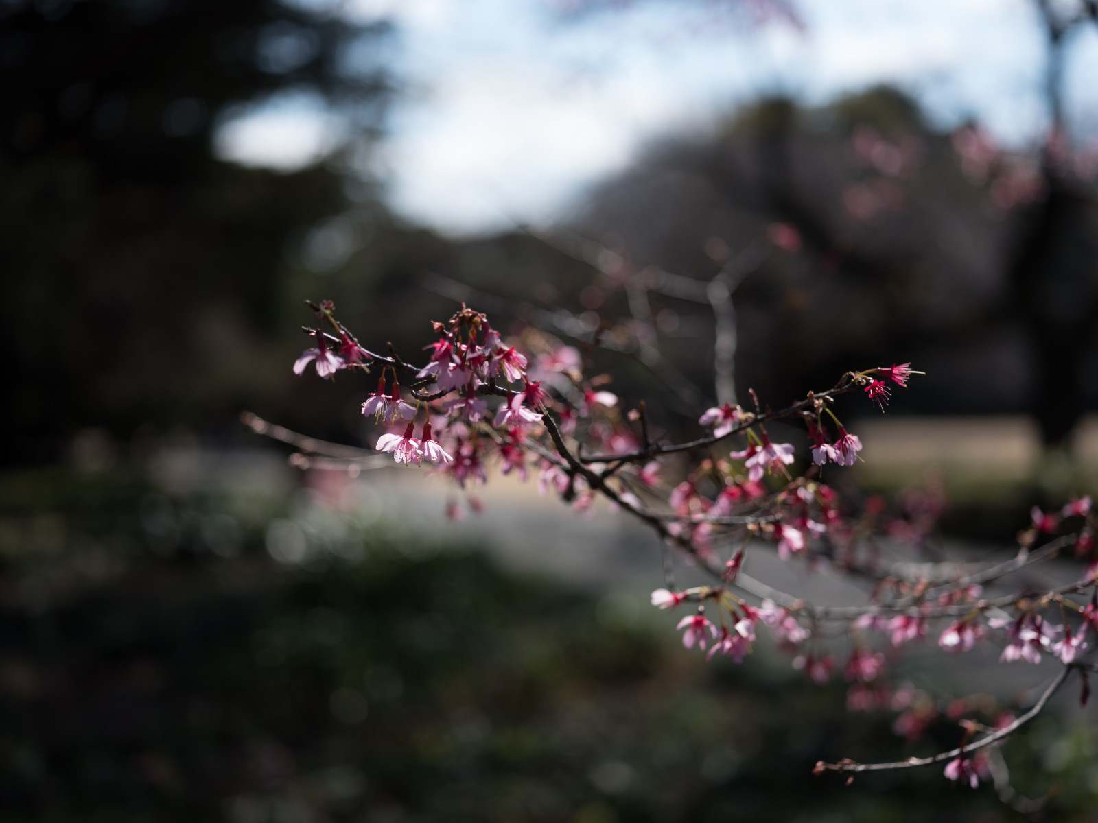 Japonsko, Příroda, park, větev, Třešňový květ, květ, jaro, Tokio, Fujifilm, jp, strom, podzim, list, květ, rostlina, sezóna, flóra, fuji, Fujinon, gf, gf63mm, gf63mmf28rwr, gfx, gfx50s, shinjukgyoen, Shinjuku, vyrobit, keř, makro fotografie