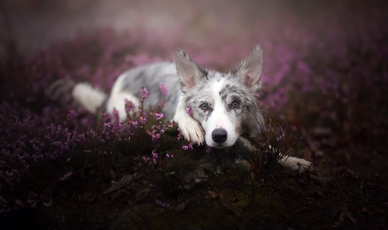 Hayvanlar, Karanlık, köpek, 2048x1217 piksel, doğa, Bitkiler Hayvanlar, Karanlık, köpek, 2048x1217 piksel, doğa, Bitkiler