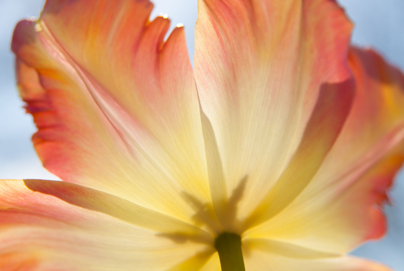 květ, Sluneční svit, Oregon, Kánon, jaro, Papoušek, tulipán, meruňka, tulipes, sigma1770, canon50d, Apricotparrottulip