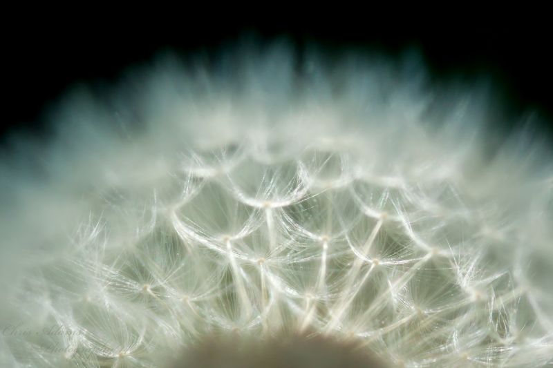 Chwasty,mniszek lekarski,lekki,Makro,Kanon,wiosna