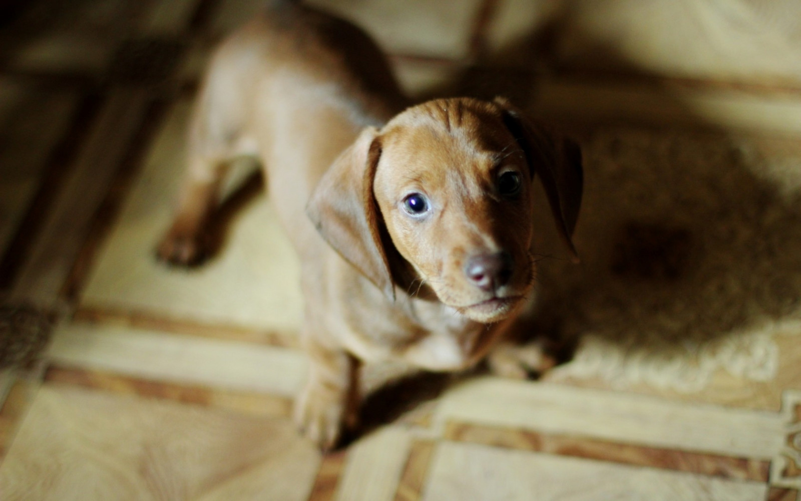 perrito, perro, diverso, estado animico, belleza