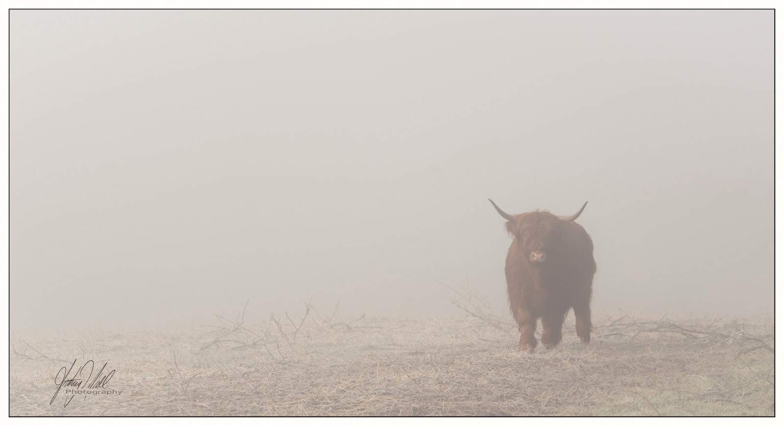 Jelen, portrét, Příroda, tráva, zima, pole, růžky, Studený, mlha, hospodařit, vlasy, atmosféra, Nikon, kráva, objektiv, větvičky, mlhavý, POV, campo, Soustředit se, světlo, D750, barva, F28, mlhavý, zvíře, mlha, náladový, zoom, atmosférický, zimní, venkovní, nálada, osvětlení, barva, venkov, skotský, dobytek, zajímavý, chlupatý, 70200 mm, složení, dlouhé vlasy, skica, Composicion, roh, vysočina, Atmosfera, vřesoviště, předmět, dobytek, jako je savec, mustang kůň, schottischehochlandrinder, vache, vaca