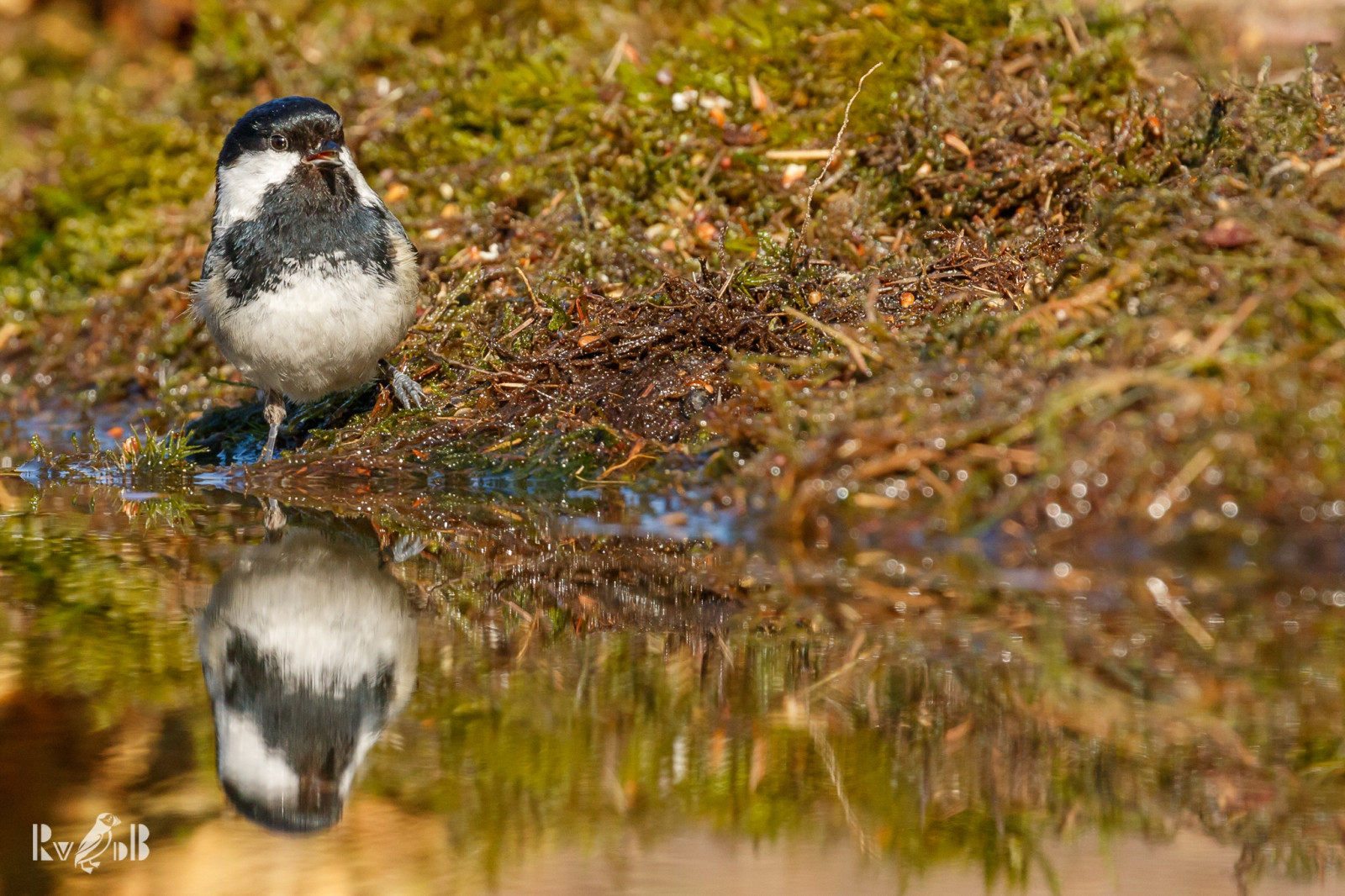 větev, Volně žijících živočichů, zobák, Europa, 2016, pták, nederland, fauna, Overijssel, prohlížení pták, obratlovců, VOGELS, jaar, maand, renatevandenboom, 03maart, lemelerberg, zwartemees