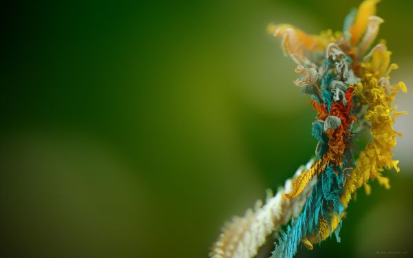 nature,depth of field,photography,branch,insect,green