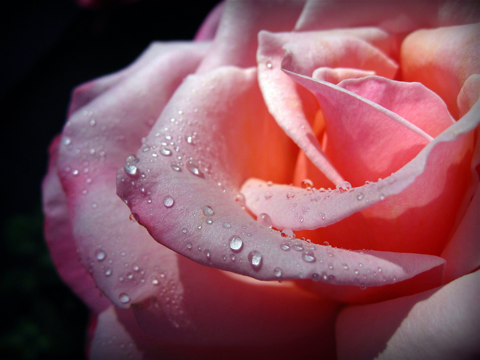 makro, růže, Broskev, růžový, rosa, květ, pokles, flóra, okvětní lístek, kapky vody, naturesfinest, flowerotica, zblízka, počítač tapeta, kvetoucí rostlina, zblízka, makro fotografie, zátiší fotografování, zahradní růže, růže rodina, růže objednávka, vlhkost, floribunda, rosa centifolia, china rose, kaos2, morningsunlight