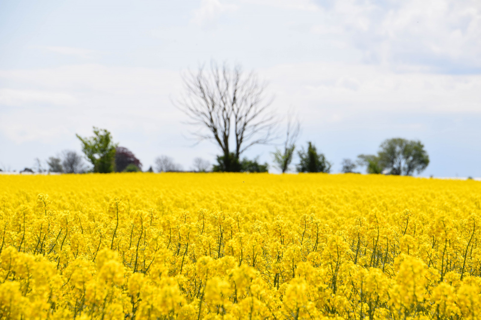 jídlo, Příroda, nebe, pole, žlutý, Švédsko, Sverige, řepkového, květ, rostlina, venkovní, sk nel n, se, nebe, sk ne, venkov, landsbygd, znásilnění, silnice, brassicanapus, rapseed, spannm l, h llviken, řepka, zemědělství, louka, prérie, oříznutí, vyrobit, suchozemská rostlina, kvetoucí rostlina, tráva rodina, zeleninový, brassica, hořčice závod, brassica rapa, hořčice a zelí rodina