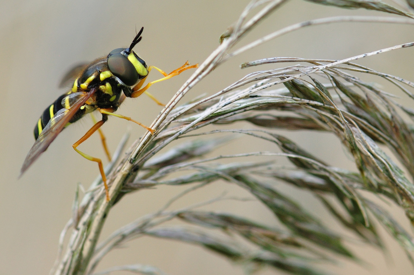 makro, hmyz, Nikon, Létat, micro, vosa, 105mm, fauna, hoverfly, vr, škůdce, sršeň, zblízka, makro fotografie, bezobratlý, členovců, organismus, membrána okřídlený hmyz, Nottinghamshire, Notts, Syrphidae
