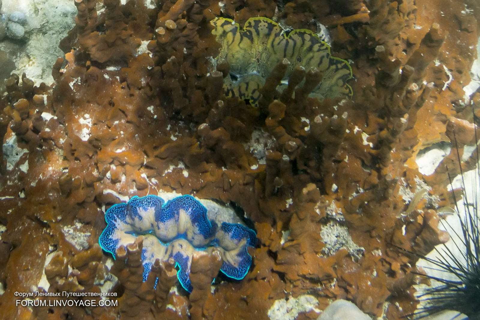 hav, vand, maske, fisk, undervands-, koral, ø, bikini, Malaysia, koralrev, yacht, Thailand, kæmpe stor, finne, dykning, biologi, Langkawi, udendørs, pige, ocean, skal, kæde, stjerne, hummer, krabbe, phuket, andaman, phuketian, fri dykning, phuketphotographernet, forumlinvoyagecom, httpforumlinvoyagecom, Fugu, gennemsigtig, rev, omar, finner, mooray, hvirvelløse, havbiologi, marine hvirvelløse dyr, Pomacentridae, søanemone