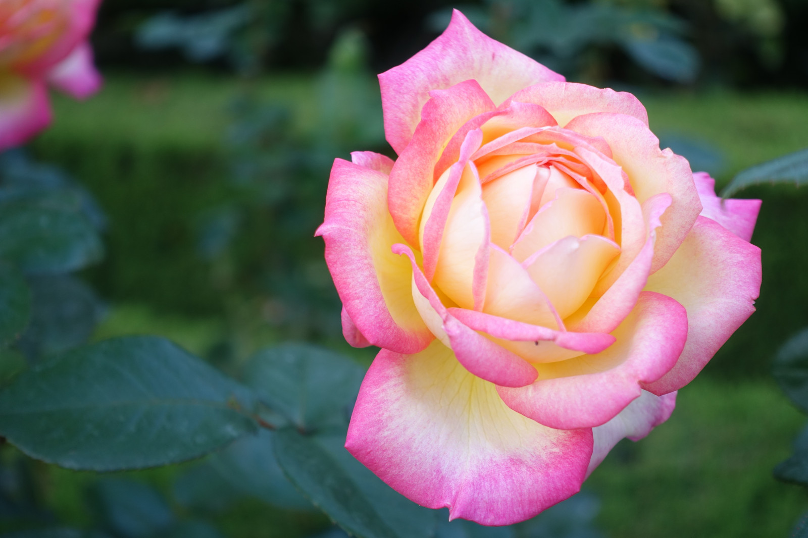 Japonsko, růže, Sony, růžový, Tokio, jp, květ, rostlina, flóra, Zeiss, RX100, okvětní lístek, kyufurukawagarden, dscrx100, rx100m4, dscrx100m4, suchozemská rostlina, kvetoucí rostlina, makro fotografie, zahradní růže, růže rodina, růže objednávka, floribunda, rosa centifolia