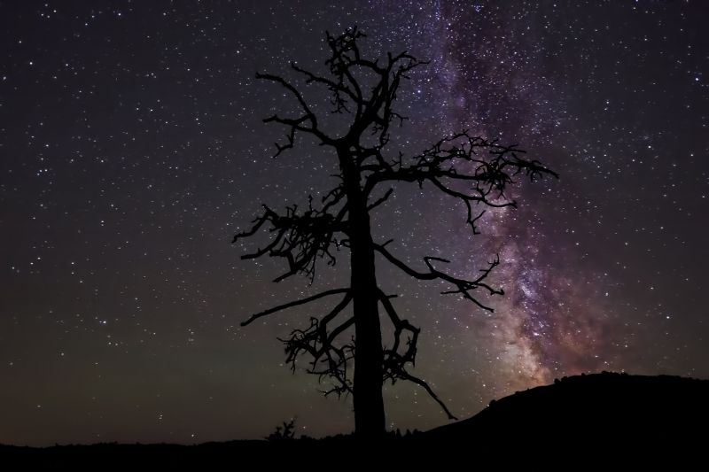 nebe, Příroda, strom, atmosféra, dřevina, noc