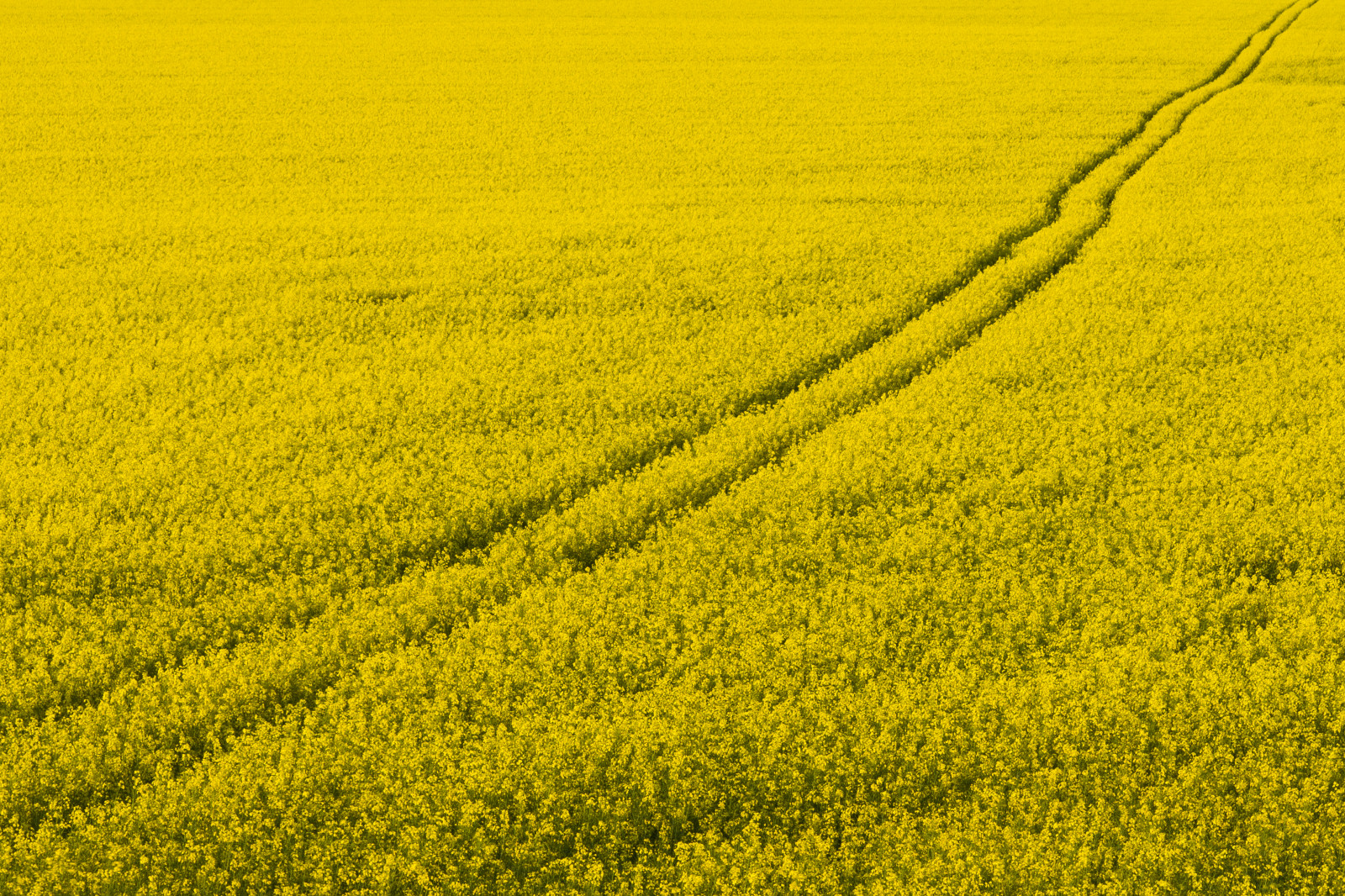 Wallpaper field, yellow, Sweden, tracks, seed, rape, Sverige, raps
