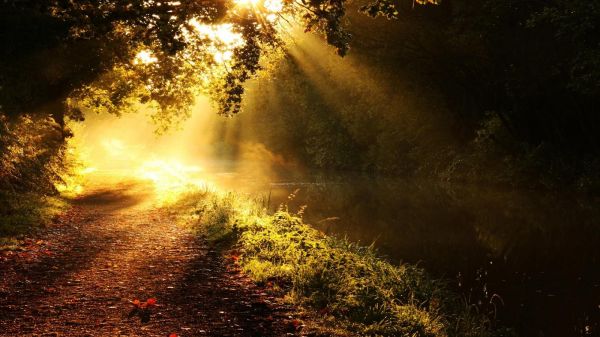 sunlight,landscape,forest,sunset,night,nature