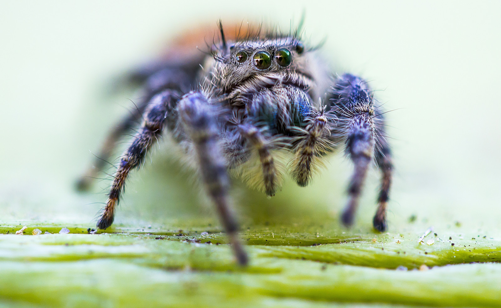 chlupatý, makro, roztomilý, Příroda, zvíře, objektiv, pavouk, chladný, skok, skákání, oči, srstnatý, nohy, pavoukovec, skvělý, Drobný, násobek, Kořist, dravec, inteligentní, thepinnaclehof, thephotographyblog, Tphofweek234