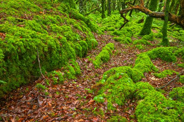 park, travel, trees, red, Ireland, irish