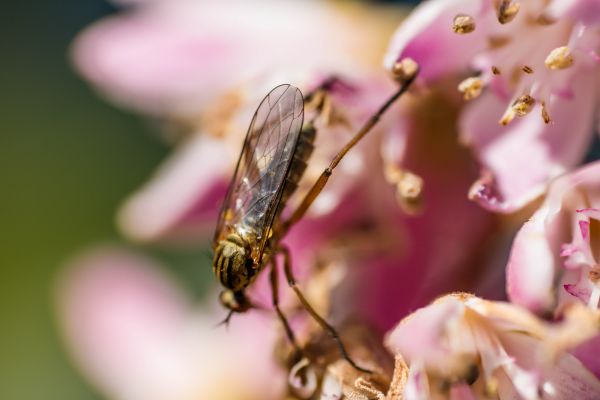 nature,photography,insect,pollen,blossom,spring