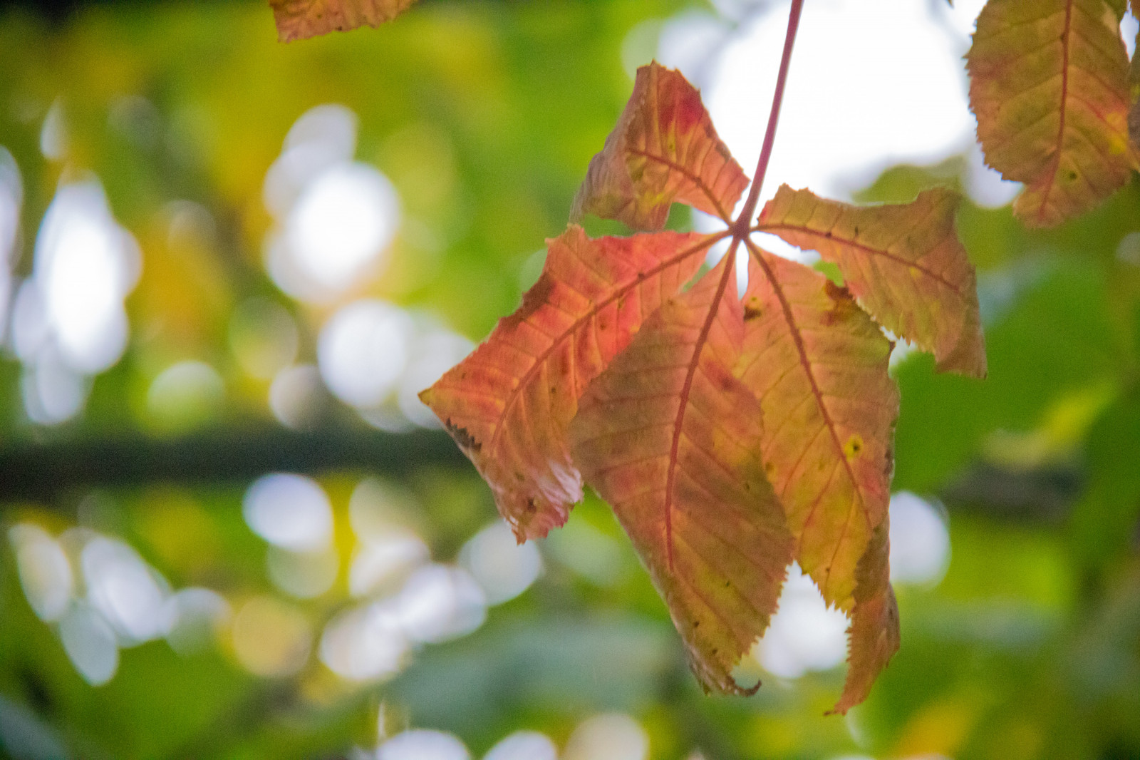 slunečnímu záření, Příroda, větev, zelená, strom, podzim, list, květ, rostlina, sezóna, flóra, tr d, h st, l v, Trelleborg, Všechno, exif modelu canoneos760d, geocountry, Kamera aby kánon, geocity, Model fotoaparátu canoneos760d, geostate, geolocation, EXIF čočka efs18200mmf3556is, EXIF otvor 56, exif aby kánon, exif isospeed 6400, exif focallength 170mm, dálnice, botanika, suchozemská rostlina, kvetoucí rostlina, dřevina, keř, makro fotografie, závod stonek, opadavý