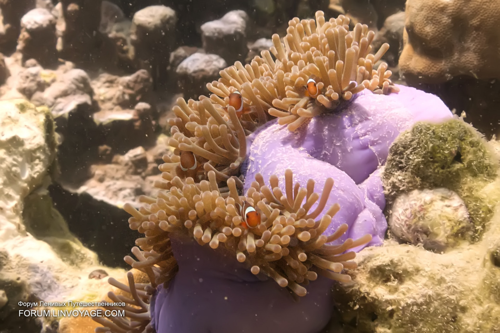 moře, voda, maska, Ryba, Pod vodou, korál, ostrov, bikiny, Malajsie, korálový útes, jachta, Thajsko, obří, ploutev, potápění, biologie, Langkawi, venkovní, dívka, oceán, skořápka, řetěz, hvězda, humr, krab, phuket, andaman, phuketian, volné potápění, phuketphotographernet, forumlinvoyagecom, httpforumlinvoyagecom, fugu, průhledný, útes, Omar, ploutve, mooray, fauna, bezobratlý, mořská biologie, cnidaria, mořští bezobratlí, organismus, korálový útes fish, Pomacentridae, mořská sasanka