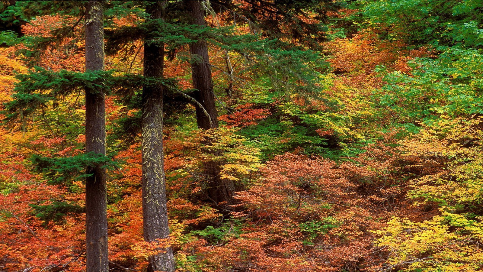 foresta, natura, ramo, abete rosso, natura selvaggia, ruscello, albero, autunno, foglia, pianta, stagione, pista, vegetazione, 1920x1080 px, bosco, habitat, ambiente naturale, impianto di terra, pianta legnosa, ecosistema, temperata foresta di conifere, bioma, vecchia foresta di crescita, foresta temperata, deciduo, larice
