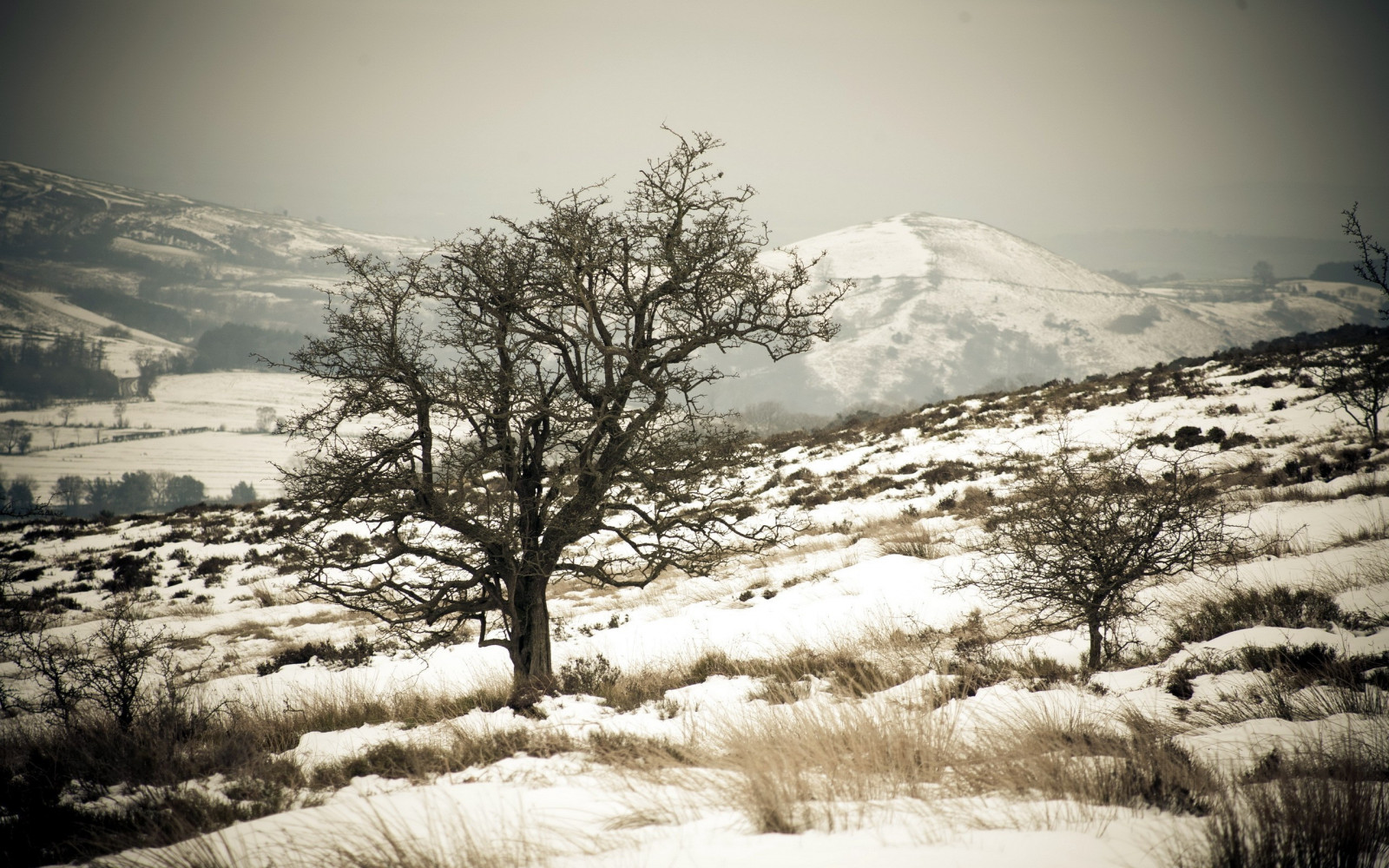 Sonnenlicht, Bäume, Landschaft, Weiß, einfarbig, Natur, Schnee, Winter, Ast, Eis, Morgen, Frost, Einfrieren, Baum, Berg, Wetter, Pflanze, Jahreszeit, 2560x1600 px, Atmosphärisches Phänomen, Holzige Pflanze