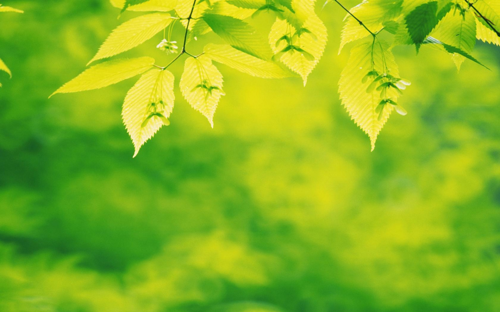 lumina soarelui, pădure, frunze, natură, iarbă, ramură, verde, galben, ușoară, copac, toamnă, frunze, floare, plantă, sezon, floră, luncă, tapet de calculator, botanică, plante teren, plante cu flori, plante lemnoase, macro fotografie, tulpina plantei, cu frunze căzătoare, copac părul fetei, cioplit