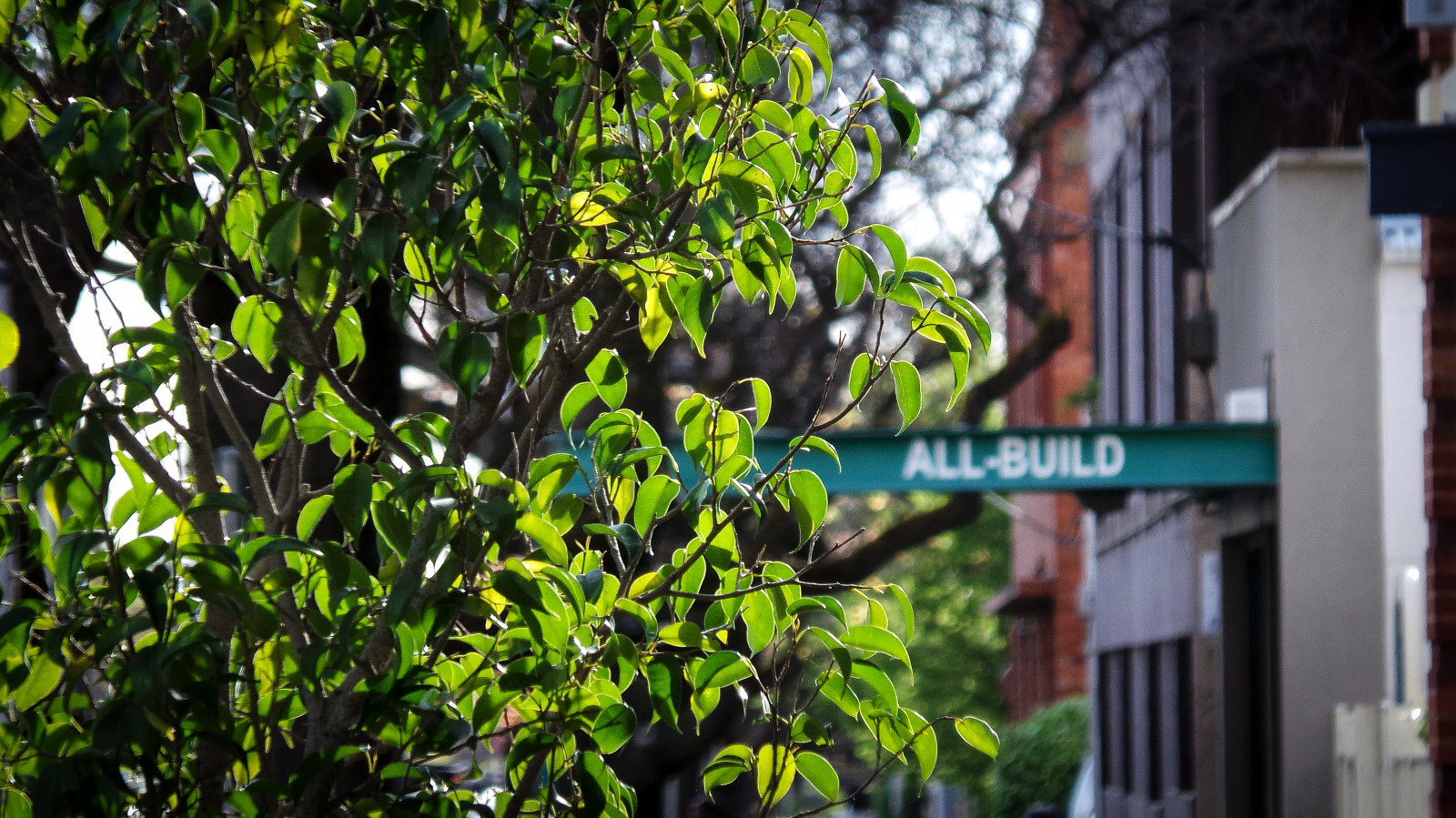 zelená, strom, rostlina, dřevina, list, flóra, jaro, větev, keř