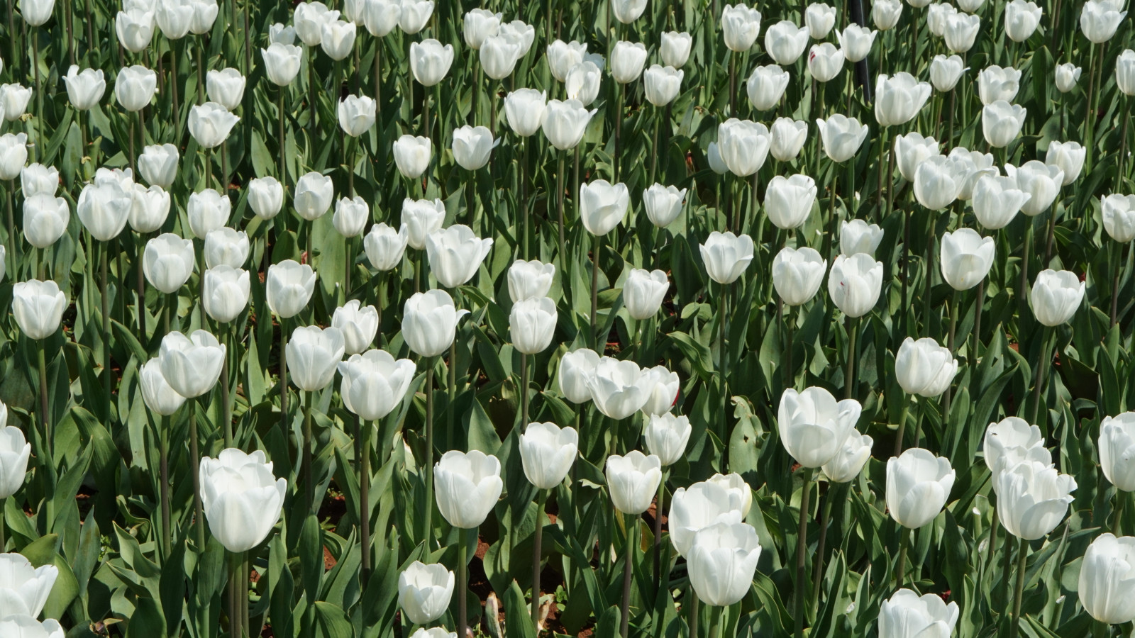 Příroda, květinová zahrada, květiny