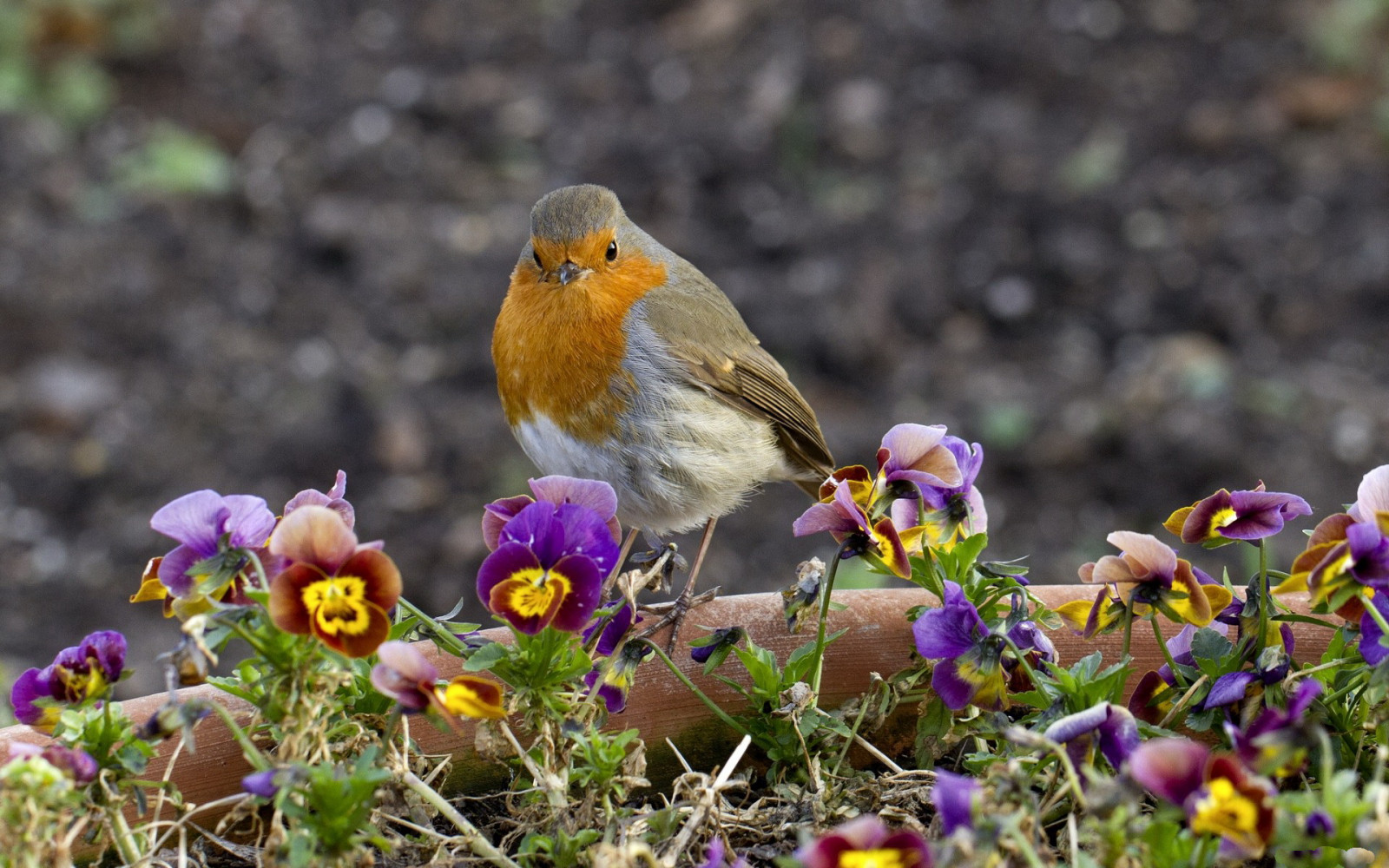 Sfondi 1920x1200 px, uccello, colorato, piccolo 1920x1200 wallup