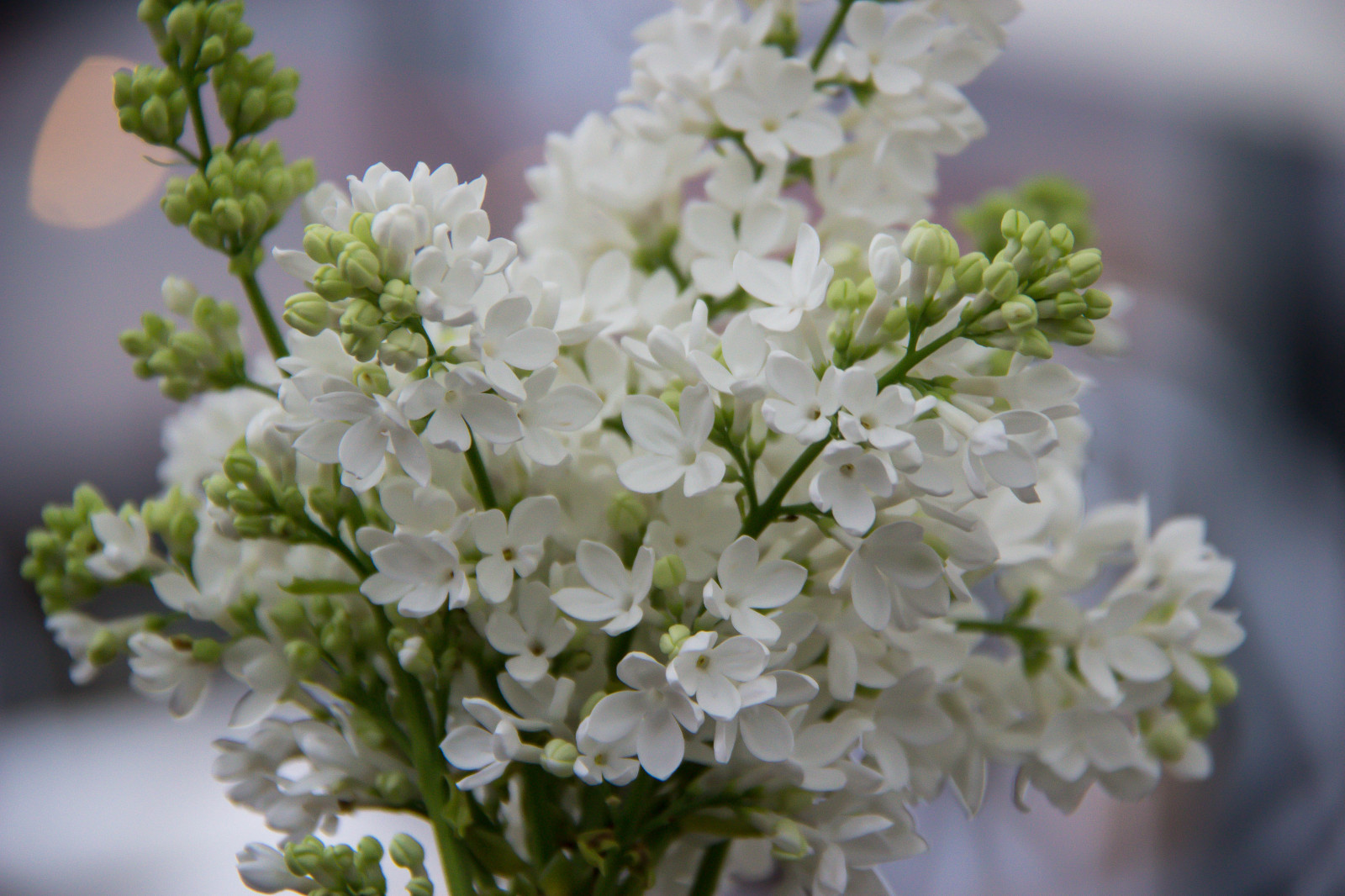 ramo, Flor, Primavera, Dinamarca, Hortênsia, Copenhague, lilás, flor, plantar, flora, Blomma, Danmark, K penhamn, Syren, Kopenhavn, Torvehallarna, K penhamnsaluhallarna, Saluhallarna, Planta de terra, Planta de florescência, Macro fotografia, Florística, buquê de flores, arranjo de flores, desenho floral