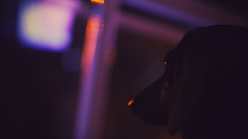 nero, notte, blu, fotografia, musica, cane