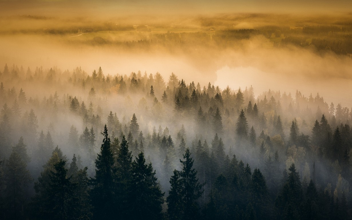 sunlight, trees, landscape, forest, sunset, nature, reflection, branch, sunrise, evening, morning, mist, atmosphere, wilderness, dusk, cloud, tree, autumn, fog, mountain, weather, dawn, habitat, natural environment, atmospheric phenomenon, woody plant