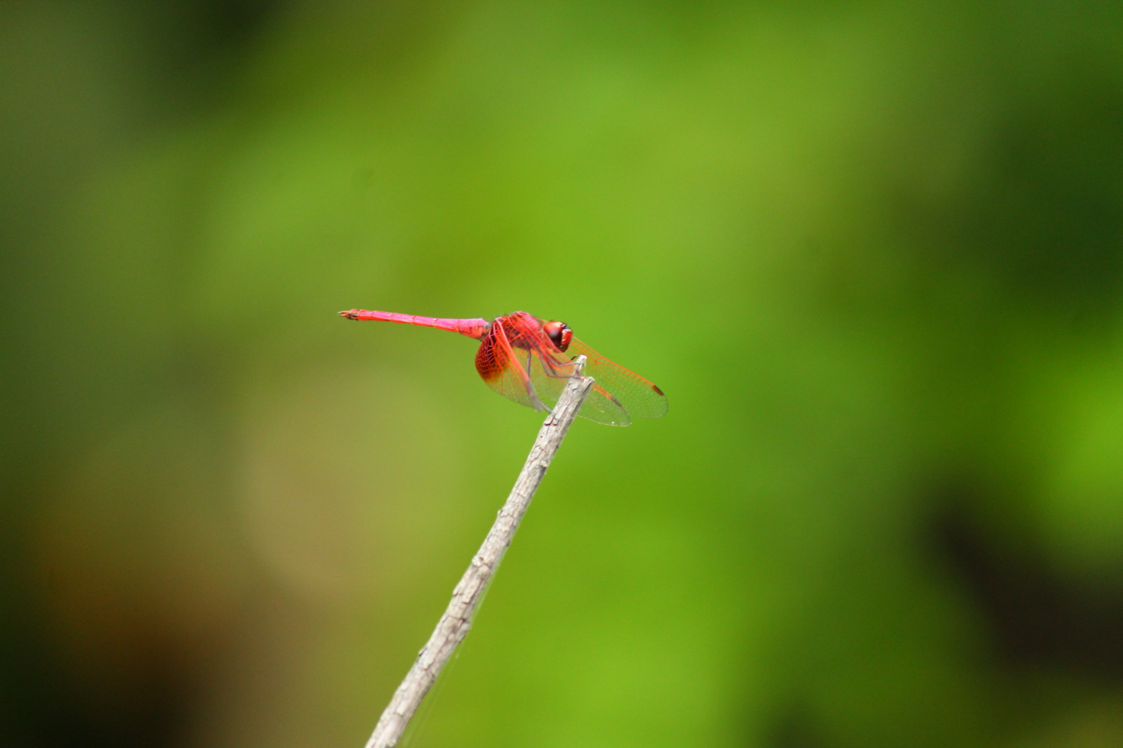 Příroda, tráva, fotografování, hmyz, zelená, Vážky, list, květ, vážka, flóra, motýlice, fauna, zblízka, makro fotografie, závod stonek, bezobratlý, vážky a damseflies