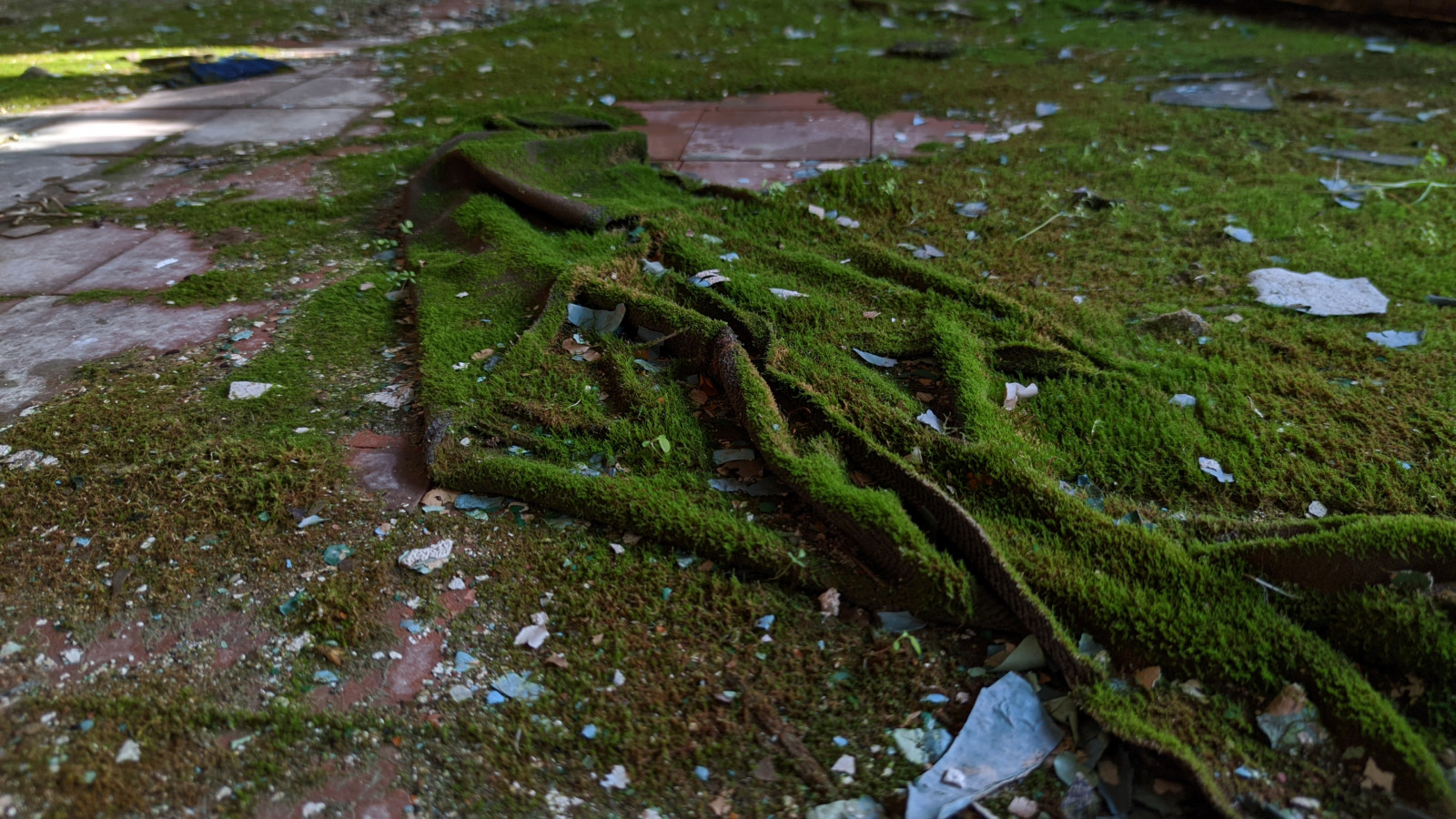 Příroda, venku, makro