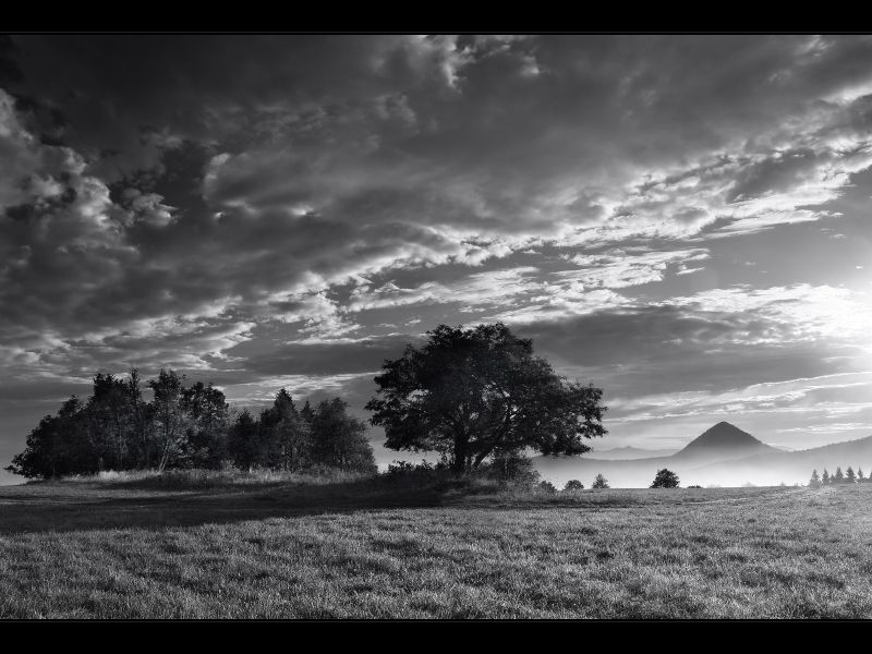 luce del sole, alberi, paesaggio, natura, cielo, monocromo luce del sole, alberi, paesaggio, natura, cielo, monocromo