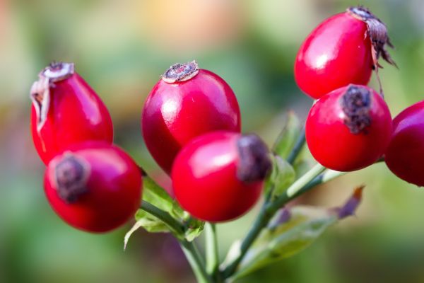 rose,wild rose,buds,berries