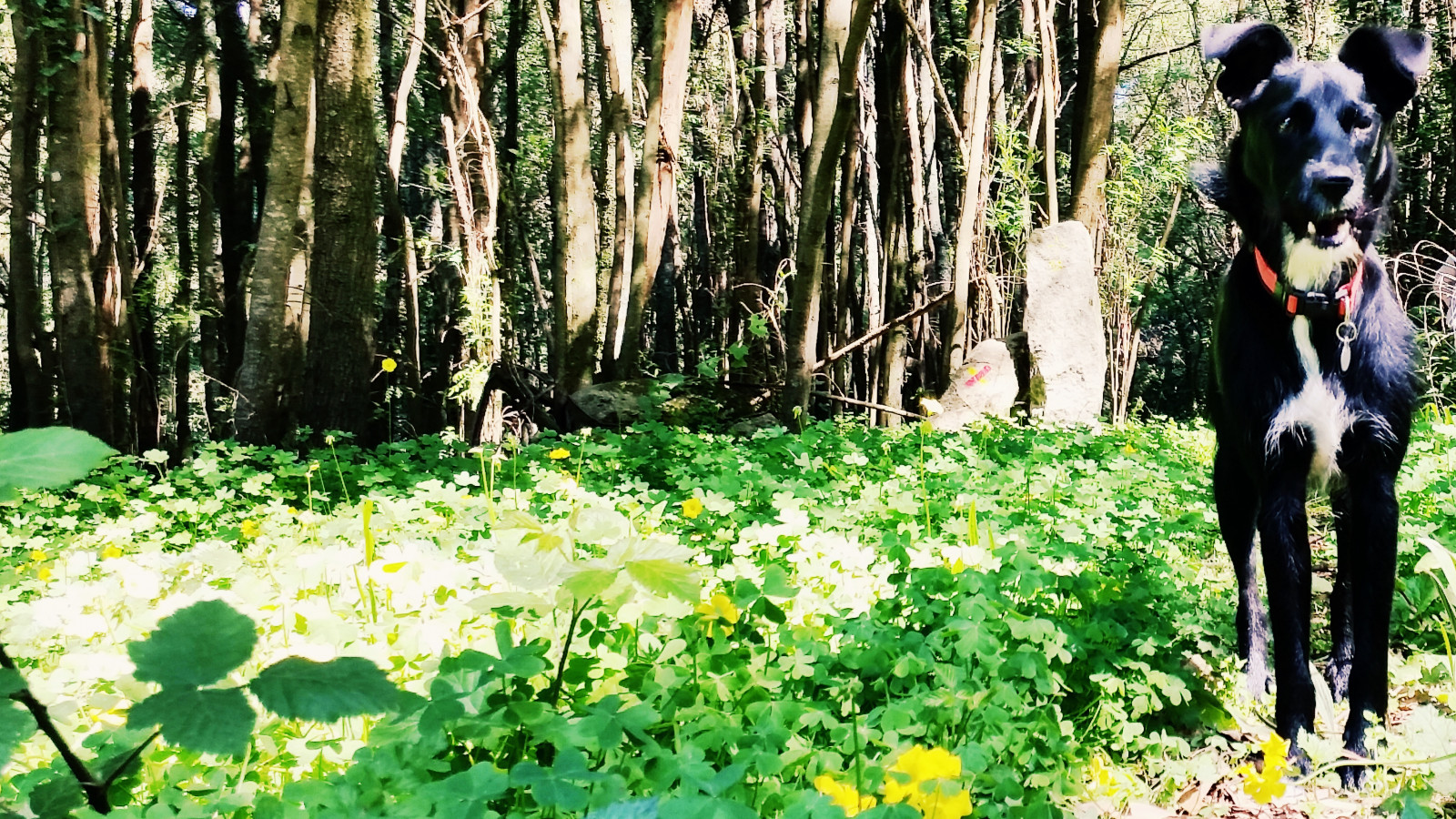 Wallpaper forest, jungle, Mini, tree, flower, meadow, woodland