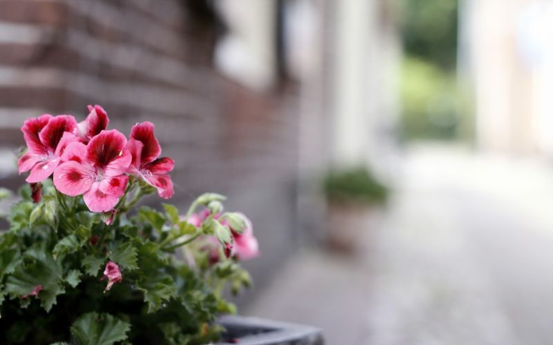 květiny, městský, rostliny, květ, květ, rostlina