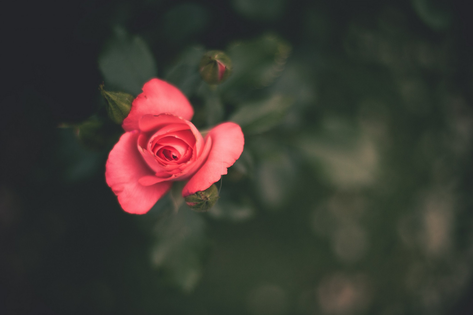 ดอกไม้, สีแดง, พืช, การถ่ายภาพ, แมโคร, สีเขียว, ดอกกุหลาบ, เบ่งบาน, ใบไม้, ดอกไม้, ปลูก, พืช, กลีบดอก, โรงงานที่ดิน, พืชดอก, ใกล้ชิด, การถ่ายภาพมาโคร, ต้นกำเนิด, กุหลาบสวน, กุหลาบครอบครัว