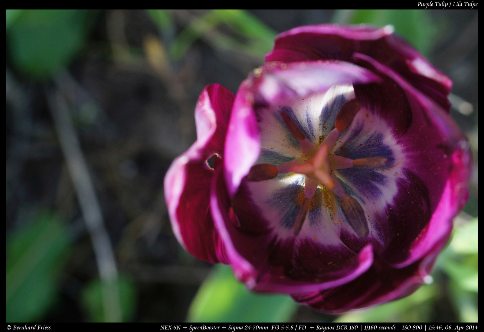 Fotoaparát, originál, světlo, tělesné, makro, UMĚNÍ, Photoshop, Kánon, vinobraní, Německo, ven, objektiv, deutschland, primární, licht, jaro, zajímavý, Europa, Evropa, flickr, fotografie, zoom, Ne, kunst, Sony, sigma, koťata, nejlepší, prozkoumat, většina, květ, duben, manuál, rovný, alfa, oblíbený, délka, makro, Nekupírované, Bernhard, Fruhling, originální, fd, bl deset, ohniskový, následné zpracování, nex, Bádensko-Württembersko, 2470mm, Manuelle, OOC, raynox, interessant, Reduktor, Kraichgau, Unbearbeitet, Klassisch, Rheinneckar, entdecken, Dcr150, sooc, Friess, 5n, Malschenberg, web |, SpeedBooster, emount, fluidr, Unverf lscht, metabones